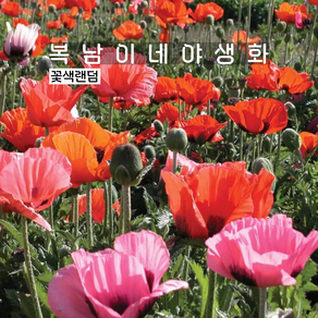 숙근양귀비 꽃색랜덤 [3포트 복남이네야생화 모종 꽃양귀비 오리엔탈 포피 poppy], 3개