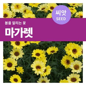 마이플랜트 마가렛 씨앗 600립(1g), 1개