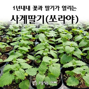 [모종심는아빠] 1년내내 꽃이피고 딸기가 열리는 사계딸기 쏘라야 하얀꽃, 1개