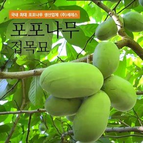 [세레스] 포포나무 대과종 접목묘 / 묘목 / 항암식물, 5개, 1년생