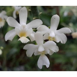 [신라난농원]호접원종.Phalaenopsis deliciosa 'Alba' (Mei clone)델리초우서 알바.실생.미니종.예쁜흰색.예뻐요.좋은향.필독뒷사진참고., 1개