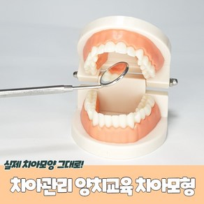 우리 [우리] 유치원 학교 간호 교육 실습용 양호실용 치아 이빨 모형 8cmX6.5cmX5.7cm, 1개