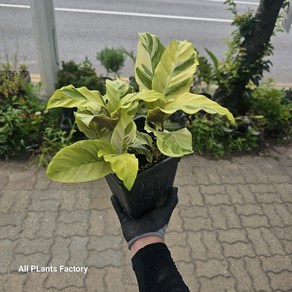 그린식물팜 칼라데아 퓨전골드 중품 반려식물 25-40cm, 1개