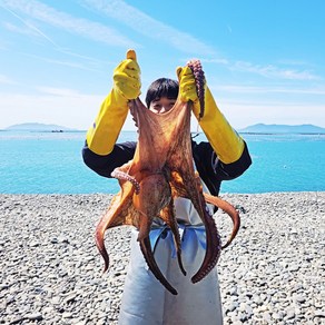 완도 자연산 문어 해녀가 직접 채취 1kg, 1개, 문어 1kg(1~3마리)