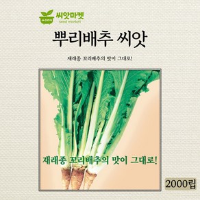 KS종묘 뿌리배추 씨앗 2000립 재래종 꼬리배추의 맛이 그대로 90일 후 수확 가능한 국내산 고급 품종 종자, 1개