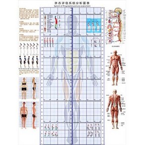 체형 분석 롤스크린 분석표 스크린 측정 분석판 자세 평가 블라인드