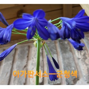 [비젼플라워] (야생화놀이터)- 야생화-노지월동-오래묵은-아가판서스-군청색, 1개