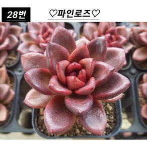 희귀다육 28종 모아보기, 28번-파인로즈, 1개