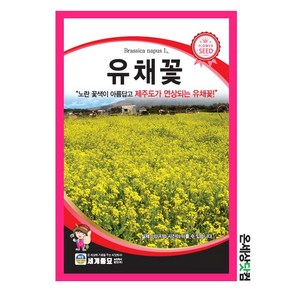 유채꽃 1kg / 씨앗 종자 꽃씨 두해살이풀 조경 화단 정원