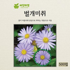 아람종묘 벌개미취 씨앗 500립, 1개