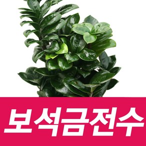 소울라인 고급품종 보석금전수 공기정화식물 다육식물, 1개