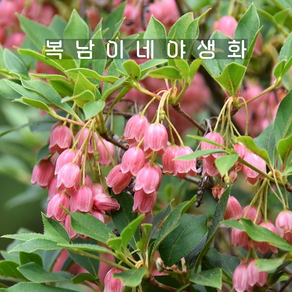 단풍철쭉 레드벨스 12000[1포트 복남이네야생화 모종 꽃나무 베니사라사 방울철쭉 도단], 1개