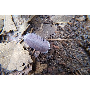 쿠바리스 소일 5마리 (Cubais Soil) / 등각류 공벌레 쥐며느리, 1개