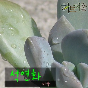 허브여울다육 석연화 지름 9cm 소품화분, 1개