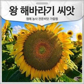 왕 해바라기 씨앗 10알 해바라기씨 종자, 1개