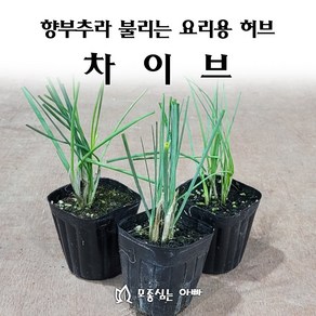 [모종심는아빠] 향부추라 불리는 요리용 허브 차이브모종(컵포트), 3개