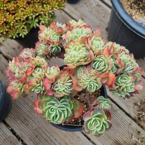 [수암다육] 에스메랄다 철화 랜덤발송 Echeveia 'Esmealda' f. cistata 랜덤발송 다육 다육이 다육식물 351, 1개