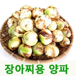 장아찌용양파5kg 햇양파 무안양파, 1개, 5kg