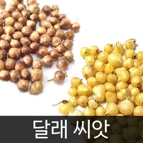 달래씨앗 채소씨앗 야채 씨앗 종자 종패 종폐 300알, 1개