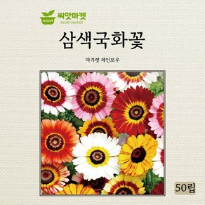 삼색국화꽃 씨앗 50립, 1개