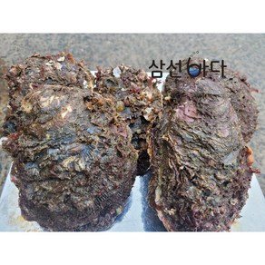 바위굴 원물 5kg (집에서 까기 어려원요) 직접채취 산지직송 당일조업