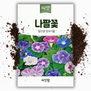 씨앗팜 야생화 꽃씨 나팔꽃 종자 씨앗 (40립) 메꽃과 한해살이 일년생, 1개