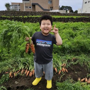 국산 제주 구좌 햇당근 흙당근(중) 주스용 제주농부 산지 직송 [원산지:국산(제주특별자치도 제주시)], 1박스, 5kg