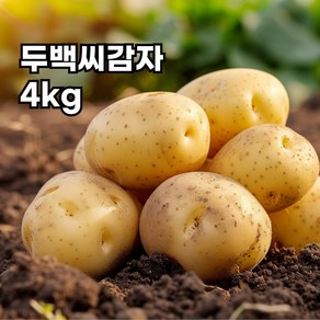 강원도 정품 두백 씨감자 보급종 감자씨 종자 분나는 감자, 4kg, 1개