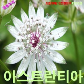 팝플라워 아스트란티아 (Astantia) 씨앗10립, 1개