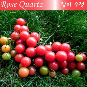 로즈 쿼츠(장미수정) Rose Quatz 달콤하고 희귀토마토 방울토마토 씨앗 교육 체험용