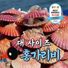 [동해바람] 청정 제철 홍가리비, 2개, 대사이즈 1kg (20미 내외)