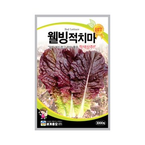 솔림텃밭몰 적치마상추씨앗 3000립 웰빙적치마 상추씨앗 상추씨, 1개