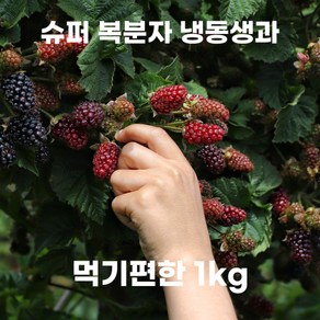 2024년 김제 슈퍼복분자 무농약 토종 복분자 특품 1kg 국산 전북 스테비아 생과 햇 열매 급냉 냉동 포장 농장직송 생 과일, 1개