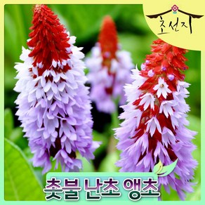 [초선지] 촛불 앵초 10센치 불꽃 pimula vials pimose, 촛불앵초, 1개