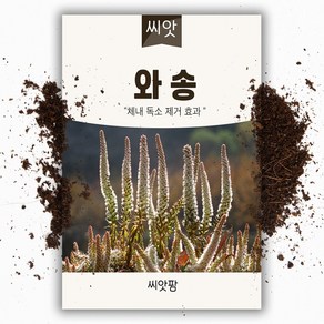 와송 씨앗 (3000립), 1개