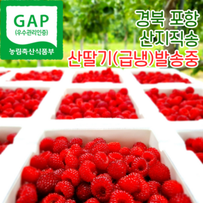 포항 햇 산딸기 냉동산딸기 산지직송 500g 1kg 2kg