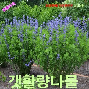 팝플라워 밥티시아 (Baptisia 갯활량나물) 씨앗 10립