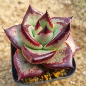 [수암다육] 블랙슈클 랜덤발송 Echeveria agavoides 'Ebony' var. 랜덤발송 다육 다육이 다육식물 265