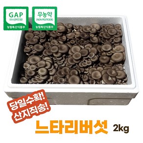 [산지직송]무농약느타리버섯2kg(무료배송), 1박스, 2kg