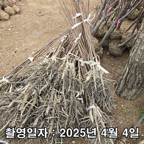 충주원예조경 / 감나무 / 둥시 / 접목1년 / 1등묘, 1개