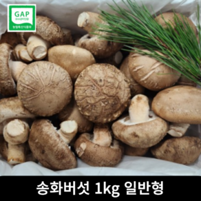 [산지직송] 송화버섯 1KG 무농약 일반형 송화 송화고 송향 버섯 솔송화 고기식감 착한송이 항암효과 면역력향상 캠핑 반찬