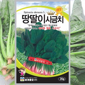 월동시금치 씨앗 35g 시금치 땅딸이 종자 채소씨 야채씨 도시텃밭, 1개