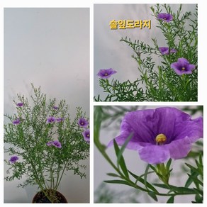 [비젼플라워] (야생화놀이터)--노지월동---베란다월동-AAA-솔잎도라지, 1개, 00