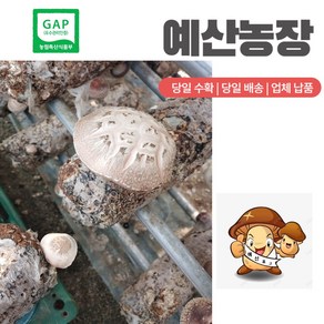 GAP인증 <파지-소-특대-소+대> 생표고버섯 파지 디시용 식당용 추천용 육수용