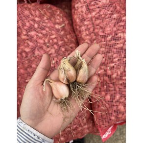제주볼레섬농장 쪽파씨 쪽파종구 쪽파씨앗 구근 500g, 1개, 쪽파씨500g