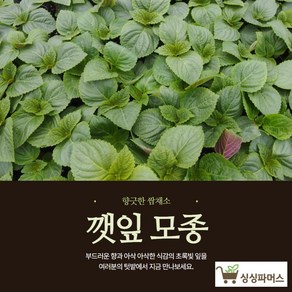 깻잎모종 20포기 (모종파머스)