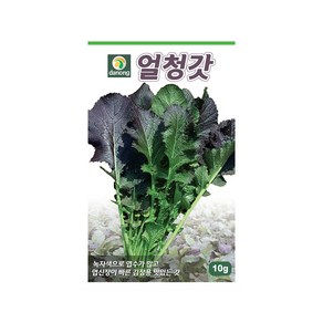 (DN) 얼청갓 씨앗(20g), 1개