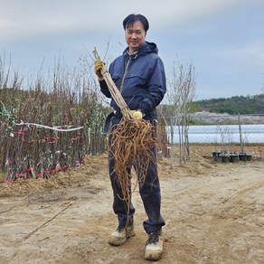 토종 엄나무 묘목 특묘 가시있는 엄나무 음나무 약용수, 1개