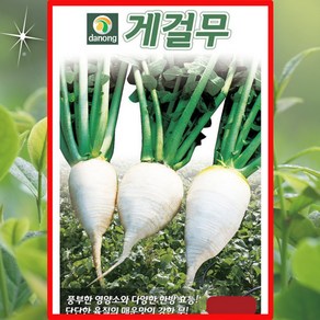 게걸무 500립 립 재배용이 단단한 육질 강화순무, 1개