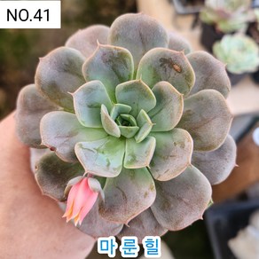 다육식물- 희귀 다육 100가지 모아보기, [NO. 41] 5.5cm 포트, 1개